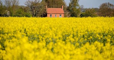 Urgent warning issued to dog owners who walk through rapeseed fields