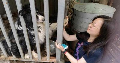 Terrified dog gives paw to rescuer through cage at Chinese meat market