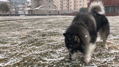 Lockdowns, crackdowns, chew toys. Owning an illegal big dog in Beijing