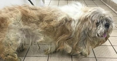 Dog with fur so overgrown he could barely see undergoes transformation