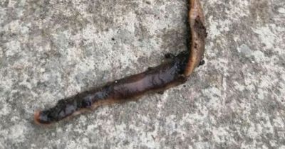 'Killer worm' found in Scotland as gardeners urged to look out for the pests