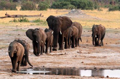 In Zimbabwe, conflict escalates between elephants and humans
