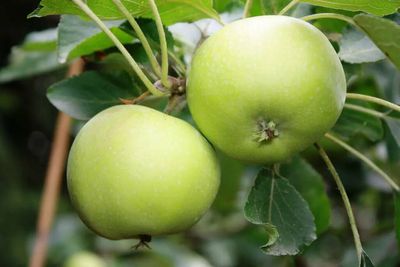 Have you heard of the goodness of Swiss apple stem cells?
