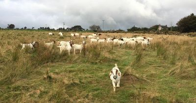 The Welsh couple who are renting out herds of goats as an eco-friendly alternative to a lawnmower