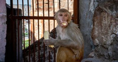 Murder trial halted after monkey steals evidence - including knife