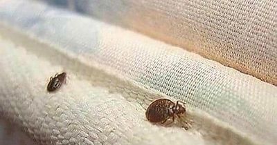 6 tell-tale signs of bedbugs – and how to avoid bringing them back from holiday with you