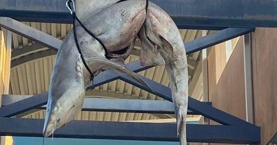 Enormous dead shark found hanging from rafters at high school in vile prank