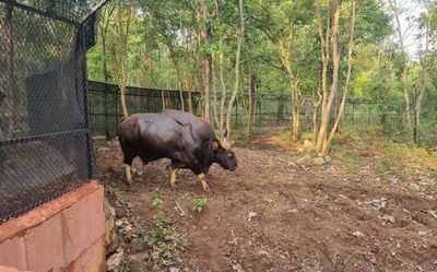 Indian gaur safari to come up near Shivamogga