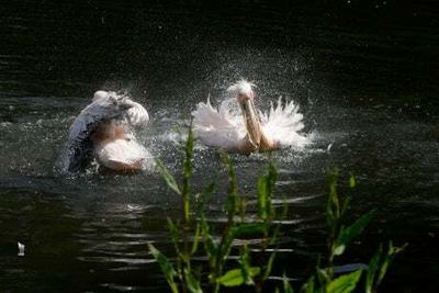 Temperature hits 23.3C in St James’s Park as balmy weather sweeps London