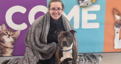 Lanarkshire rescue centre appeal for blankets for the animals in their care