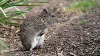 Feral-free zones plan in South East NSW to bring native mammals back from the brink of extinction