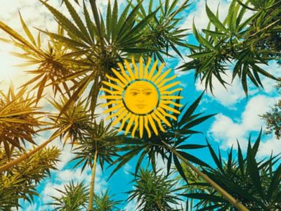 Argentina's Lower House Legalizes Medical Cannabis And Industrial Hemp, Creating Huge Potential Market