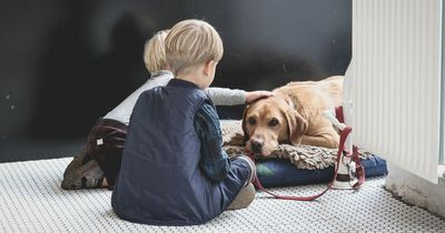 Possible link between mystery rise in child hepatitis and adenovirus in dogs being investigated