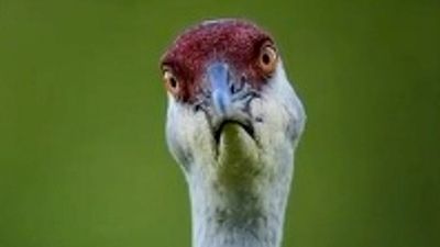 VIDEO: Fowl Tempered: Angry Bird Gives Wildlife Photographer The Evil Eye