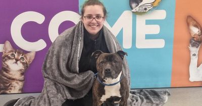 Scottish SPCA urges locals to donate blankets to help animals in care at their Lanarkshire centre