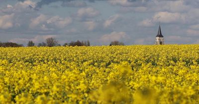 Vets in warning over 'toxic' rapeseed plants which can cause skin burns in dogs