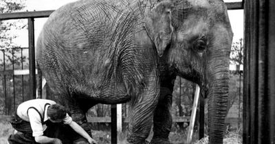 When Glasgow Zoo's Freda the elephant escaped her enclosure and released a camel