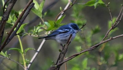 Chicago outdoors: White opossum, giant channel catfish, cerulean warbler, caution on roads/turtles