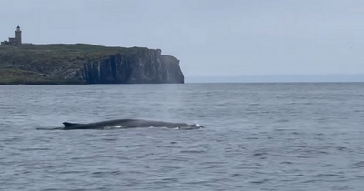 Humpback whale spotted off Fife coast as giant creature swims in Firth of Forth