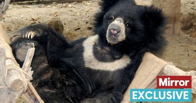 Hundreds of bears rescued after being forced to 'dance' to escape animal cruelty