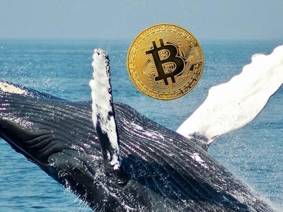 Bitcoin Whales Are Alive: Mean Transaction Volume At 7-Month High