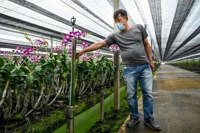 Blooming shame: Pandemic, Ukraine war hurts orchid industry