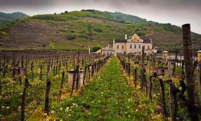 Great Grüner Veltliners from Austria