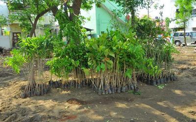 Villupuram municipality to raise Miyawaki forest