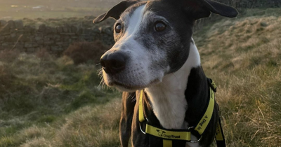 Home with a cosy sofa is a deal-breaker for 12-year-old Manchester Dogs Trust resident Fido