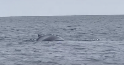 Incredible Humpback whale spotted playing and diving in Firth of Forth
