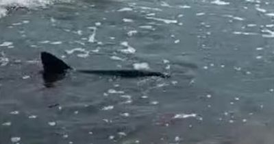 Shark circling Mallorca beach panics swimmers as lifeguards issue urgent warning