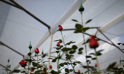 ‘Workers get the thorns’: the moral ugliness of rose factories