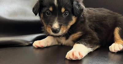 Gardai looking for owner of gorgeous puppy handed into city centre garda station