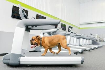 Should you exercise your dog on a treadmill? Here's what veterinarians say