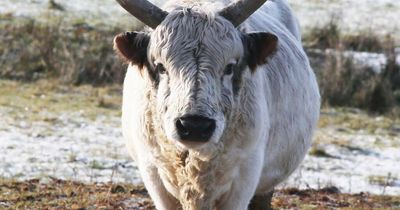 The wild white cattle which are rarer than pandas and can be spotted near Northumberland castle