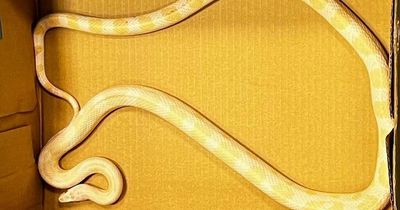 Huge reptile recovered by gardai in Dublin suburb