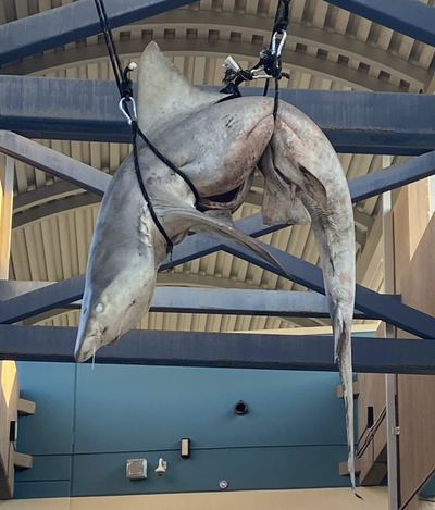 Gutted shark hung from high school rafters in ‘student prank’