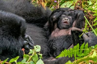You get less sleep than a chimp — and there's an evolutionary reason why
