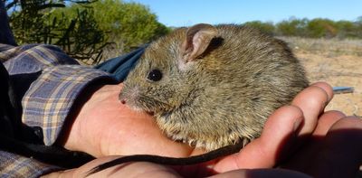Meet the territorial females and matriarchs in Australia's backyard