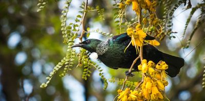 Bringing the tūī back to town – how native birds are returning to NZ’s restored urban forests