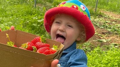Strawberry season wraps up in Stanthorpe on a very sweet note thanks to cool nights, warm days