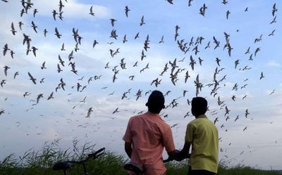 Future looms dark for 48% of bird species