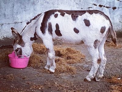 Thousands of donkey skins listed for sale online