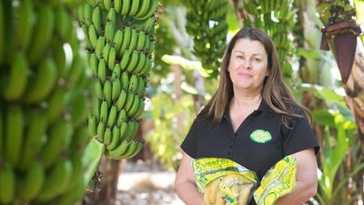 Carnarvon banana growers turn to gut health theory in trial of biomineral fertiliser
