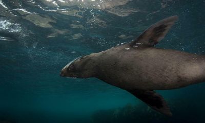 Huon Aquaculture accounts for 75% of seal deaths at Tasmanian salmon farms in past year