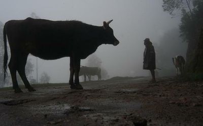 'Hindu Mahapanchayat' in Haryana's Nuh demands special fast-track court for cow smuggling cases