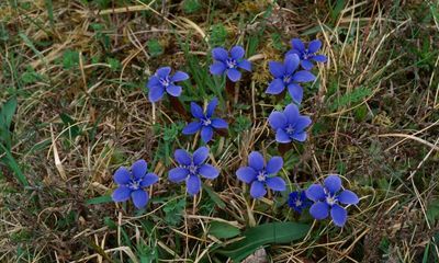 Country diary: Time to revel in the singing blue of the gentians