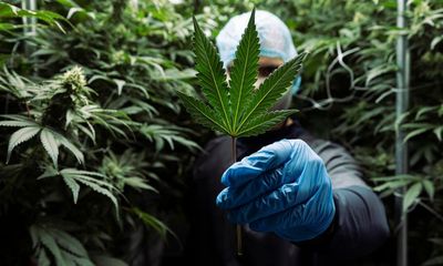 Inside one of the first licensed medical cannabis labs in Britain