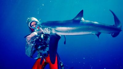 Pioneering diver Valerie Taylor helped film Jaws, then spent her life trying to save sharks
