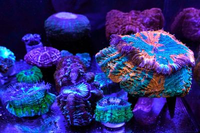 Coral reefs provide stunning images of a world under assault